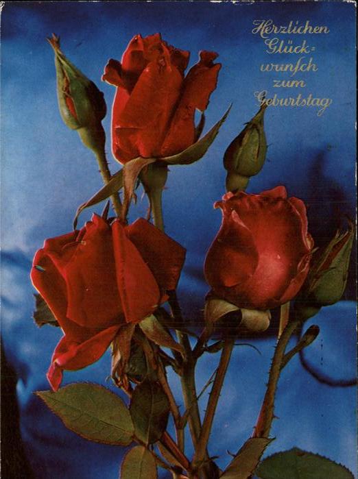 Rosen Glückwunsch Geburtstag