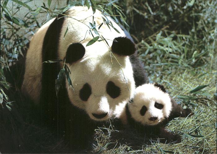 Pandabaer Giant Panda