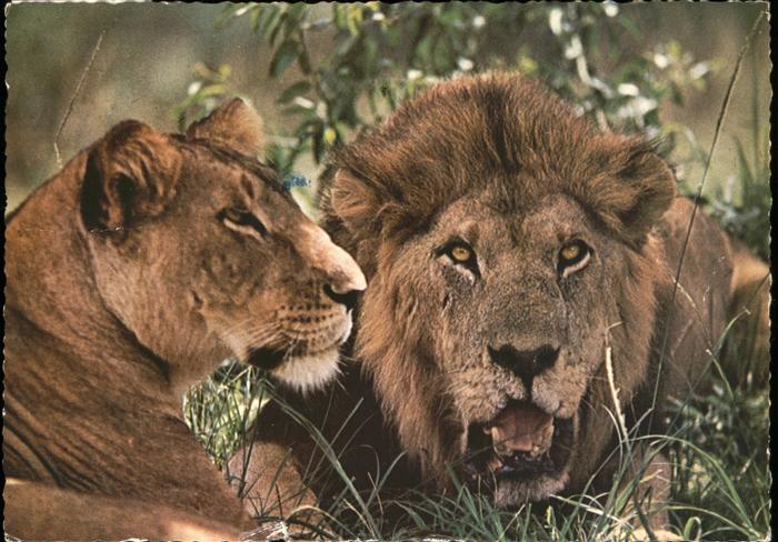 Loewe Löwin Uganda Tanzania Afrika