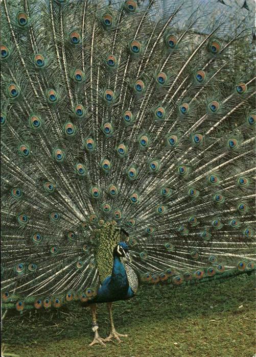 Voegel Birds Oiseaux Uccelli Pajaros-- Pfau