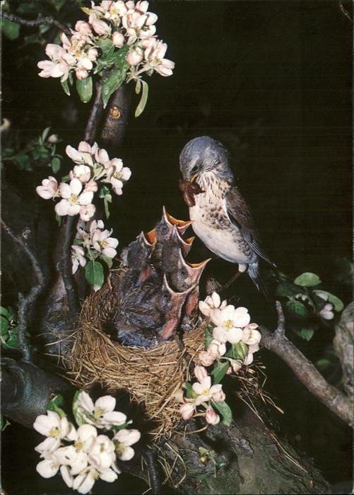 Voegel Birds Oiseaux Uccelli Pajaros-- Wacholderdrossel Litorne Tordo