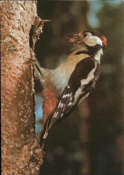 Voegel Birds Oiseaux Uccelli Pajaros-- Buntspecht