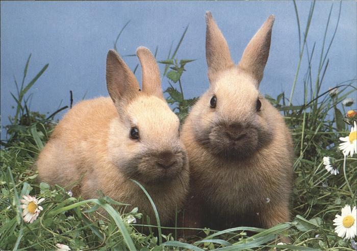 Hasen Kaninchen