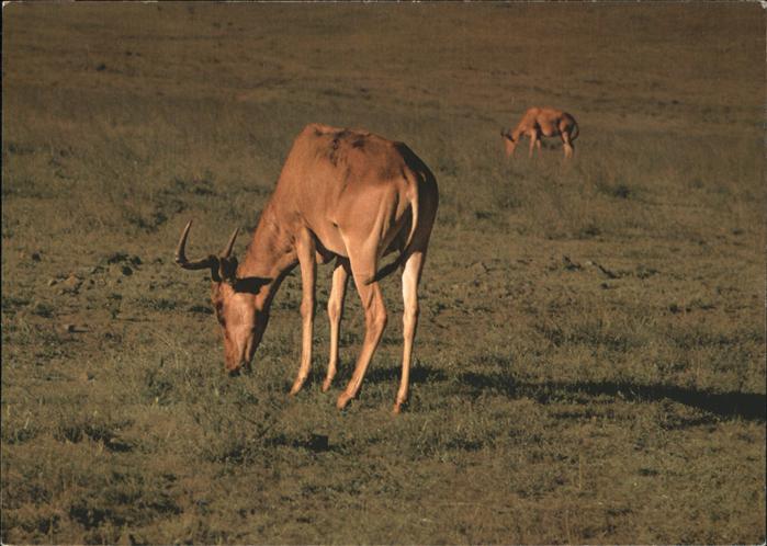 Tiere Kongoni-Antilope Nairobi-Nationalpark K