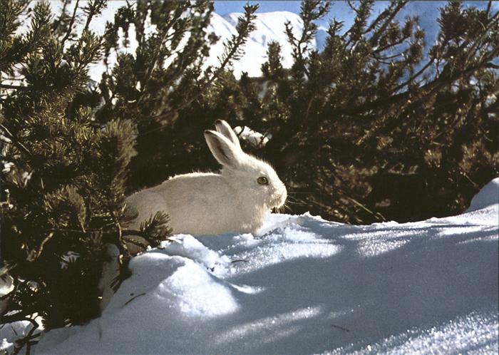 Hasen Sneeuwhaas alpine hare lievre blanc