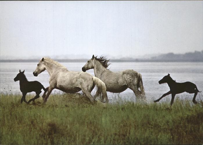 Pferde Camargue horses poulains