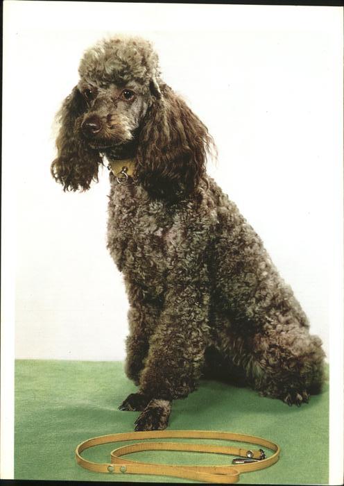 Hunde Pudel Bildkalender Freude an Hunden