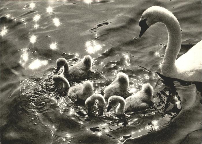 Schwan Blaukreuz Jugendwerk