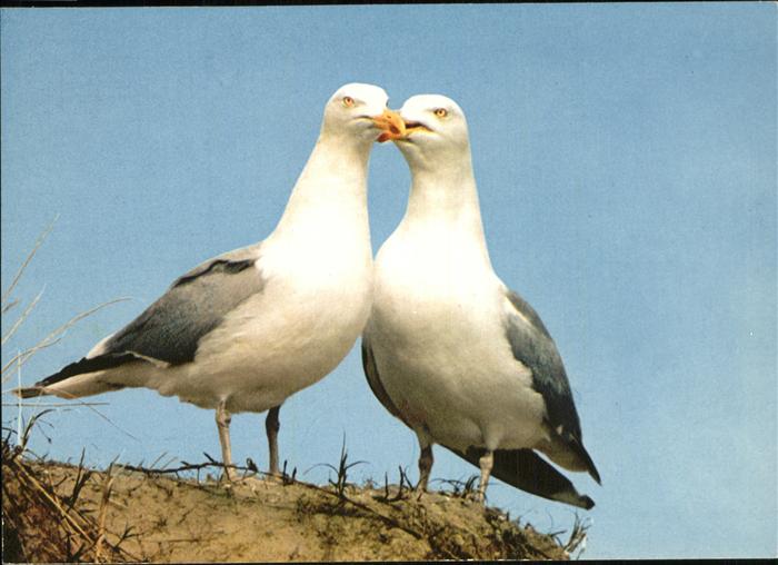 Voegel Birds Oiseaux Uccelli Pajaros--