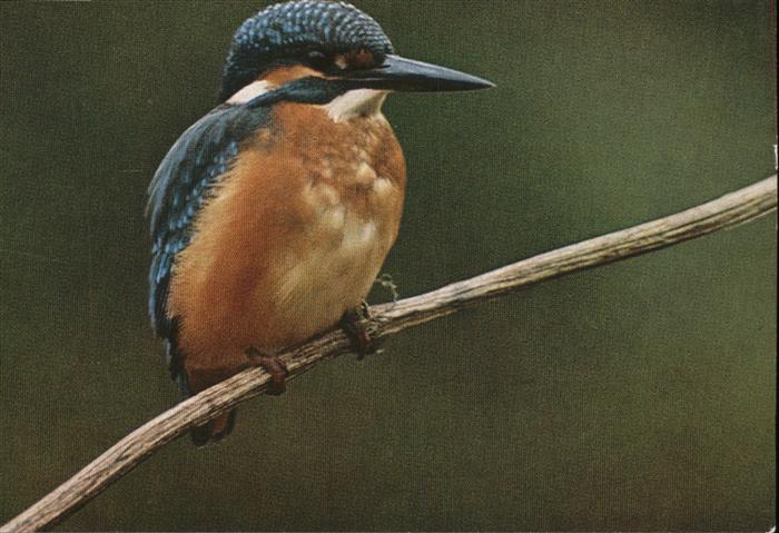 Voegel Birds Oiseaux Uccelli Pajaros-- Eisvogel Vogelkalender