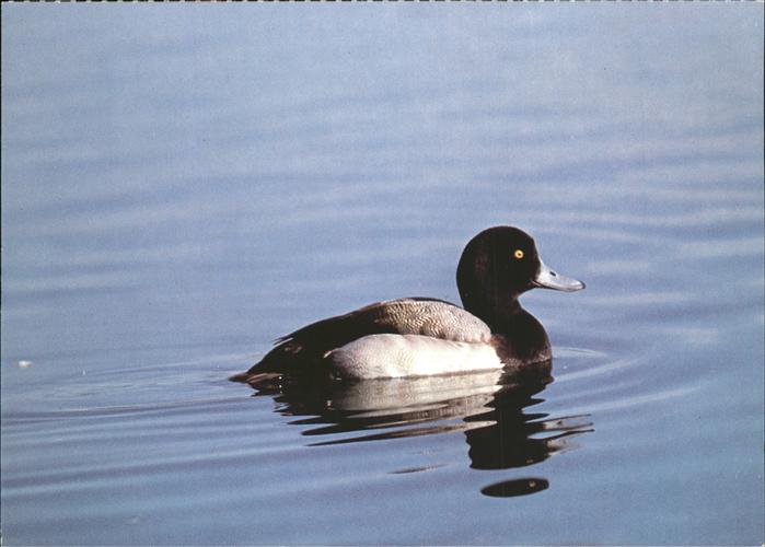 Enten Bergente Vogelkalender