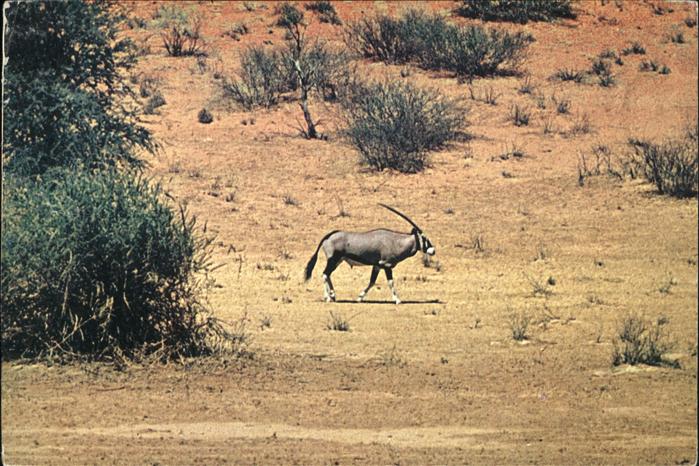 Tiere Gemsbuck Gemsbuck Park Gemsbock