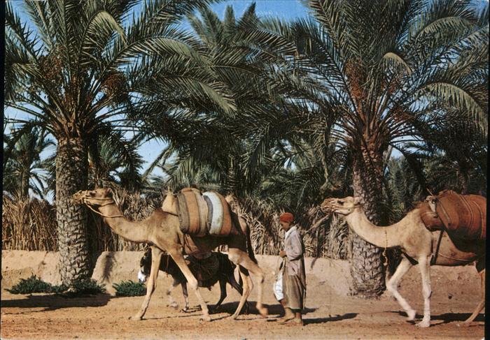Kamel  Camel Chameau Gabes La Caravane Palmen