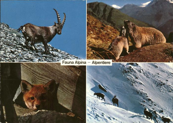 Tiere Alpen Steinbock Bergfuchs Gemsen Murmel