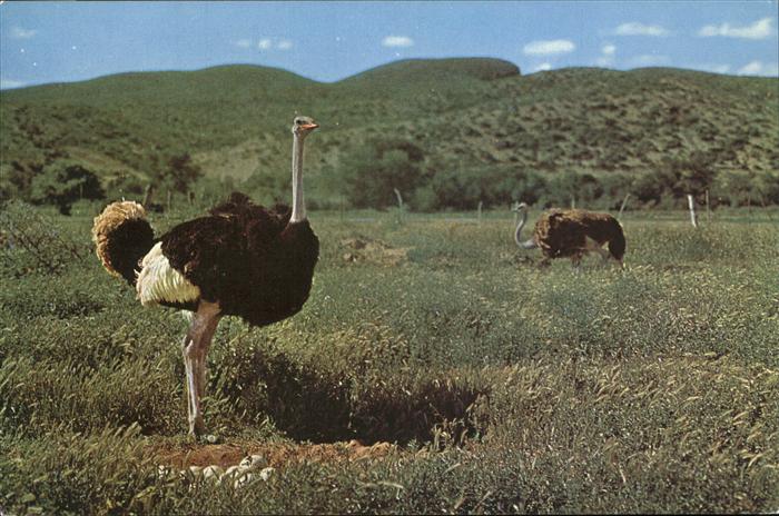 Voegel Birds Oiseaux Uccelli Pajaros-- Strauss Ostrich Broeis