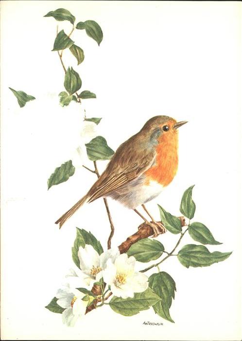 Voegel Birds Oiseaux Uccelli Pajaros-- Rotkelchen Kuenstlerkarte Pettirosso