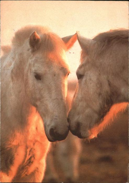 Pferde chevaux camarguais