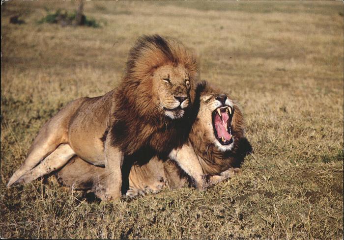 Loewe Afrika