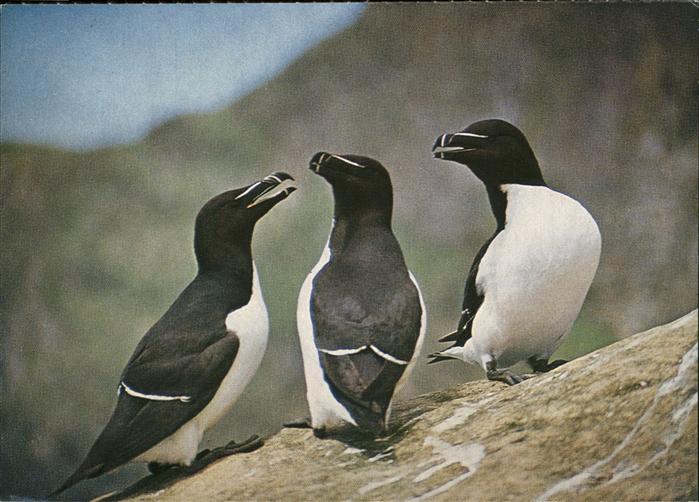 Voegel Birds Oiseaux Uccelli Pajaros-- Tordalken petit Pingouins Vogelkalender