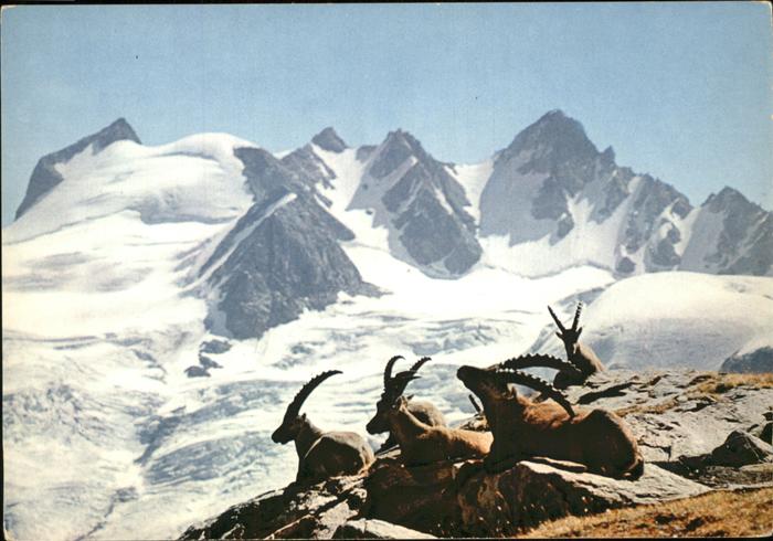 Steinbock Hauts Sommets Bouquetins