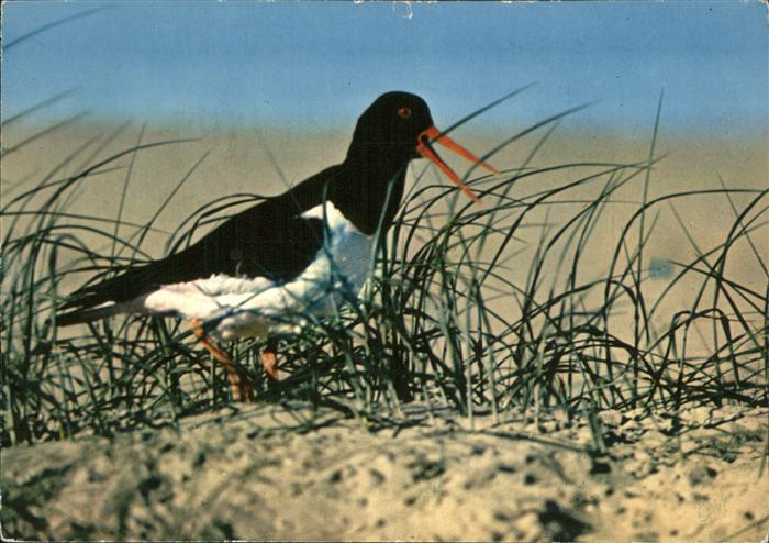 Voegel Birds Oiseaux Uccelli Pajaros-- Austernfischer