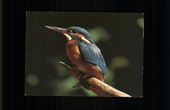 Voegel Birds Oiseaux Uccelli Pajaros-- Eisvogel