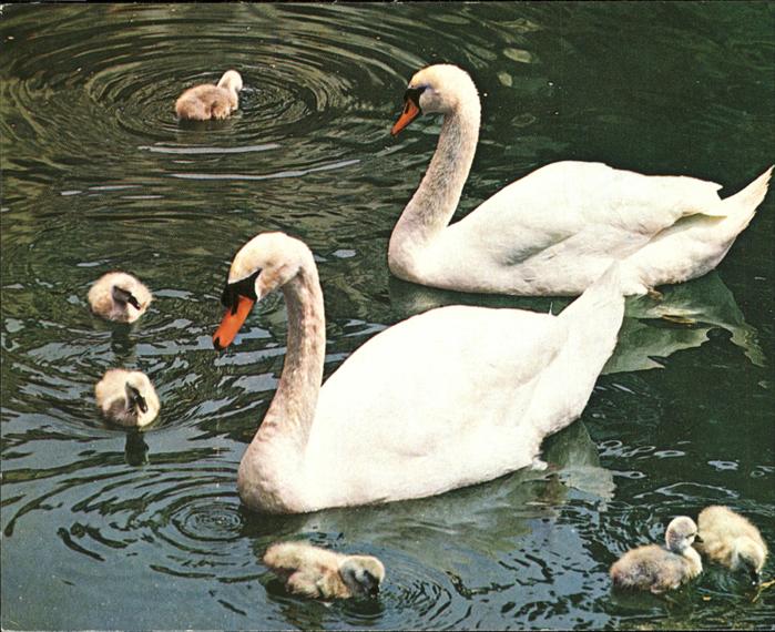 Schwan Schwanenfamilie gygnes cigne swan