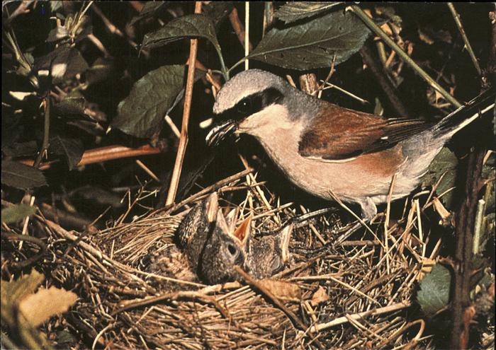 Voegel Birds Oiseaux Uccelli Pajaros-- Neuntoeter Rotrueckenwuerger
