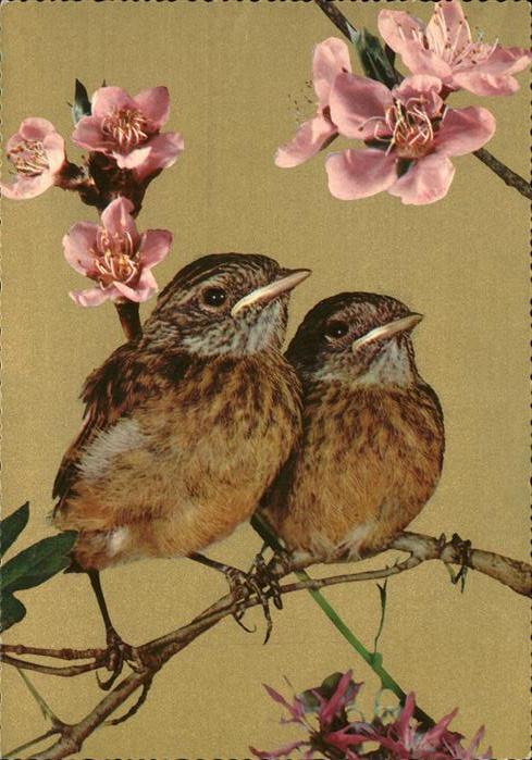 Voegel Birds Oiseaux Uccelli Pajaros-- Blumen