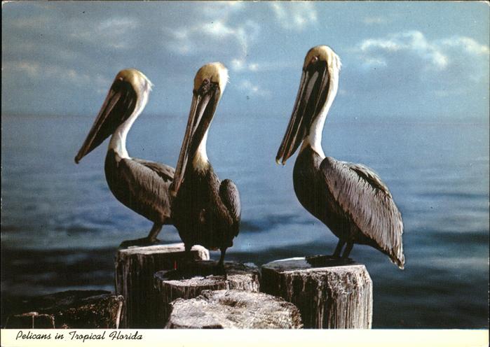 Voegel Birds Oiseaux Uccelli Pajaros-- Pelikane Tropical-Florida
