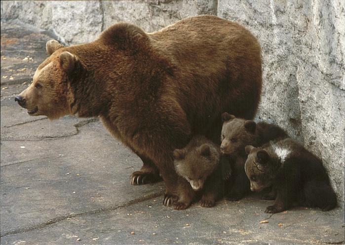 Baeren Zoologischer Garten Basel Braunbärin