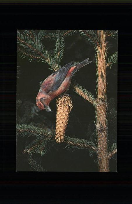 Voegel Birds Oiseaux Uccelli Pajaros-- Kreuzschnabel Bec-croise Beccostorto