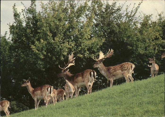 Hirsch Park im Grüene Rüschlikon