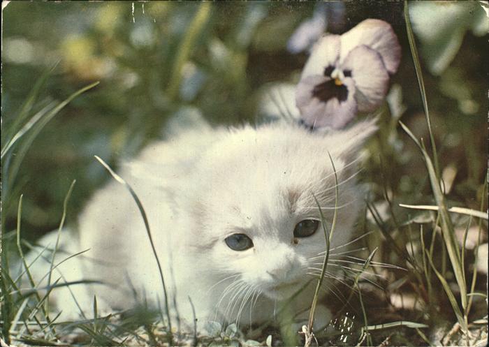 Katzen