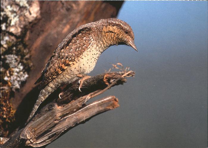 Voegel Birds Oiseaux Uccelli Pajaros-- Wendehals Torcicollo volvachau