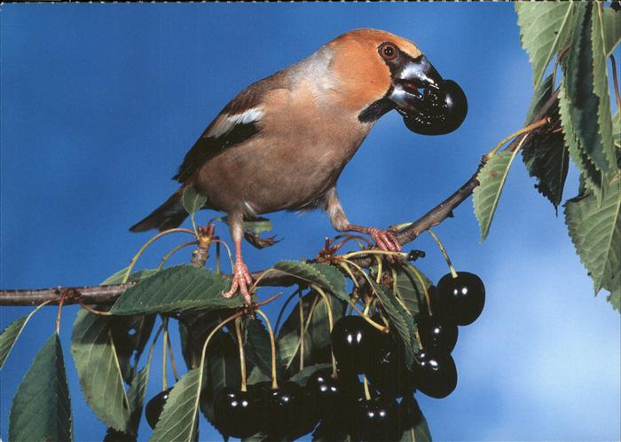 Voegel Birds Oiseaux Uccelli Pajaros-- Kernbeisser Frosone smatget Vogelkalender