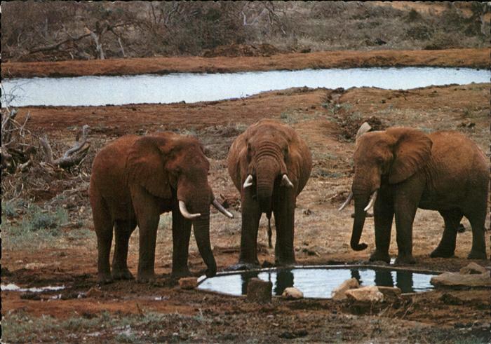 Elefant Kilaguni Wasserstelle