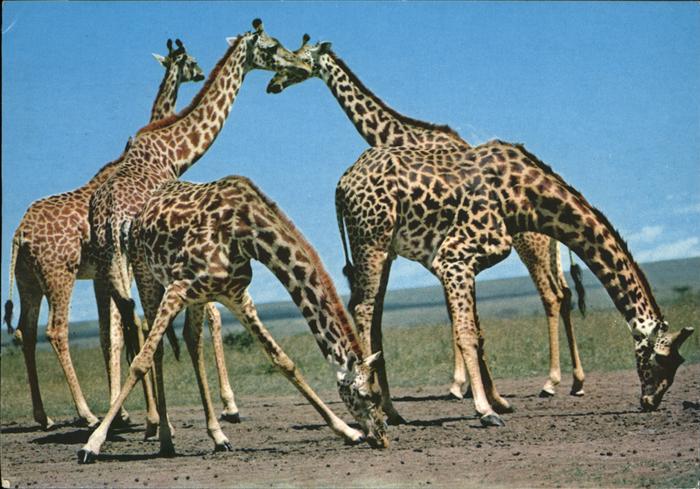 Giraffe Afrika