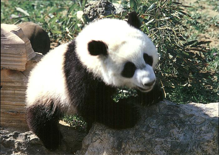 Pandabaer Giant-Panda