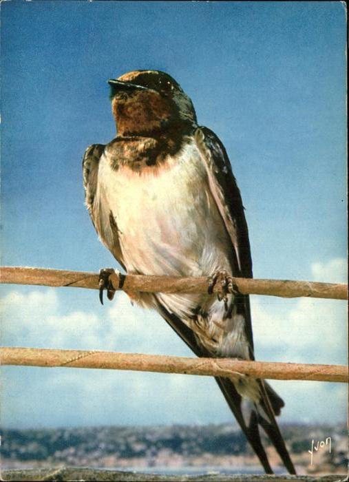 Voegel Birds Oiseaux Uccelli Pajaros-- Hirondelle