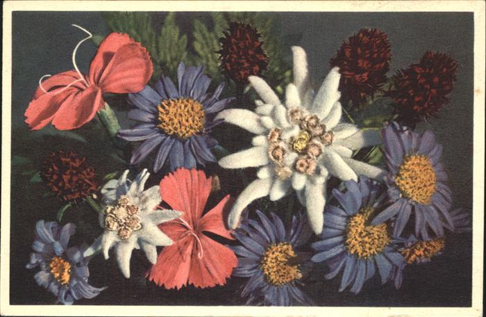Edelweiss Nigritella Etoile Aster