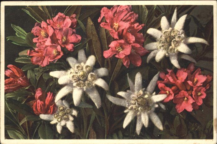 Edelweiss Alpenrose
