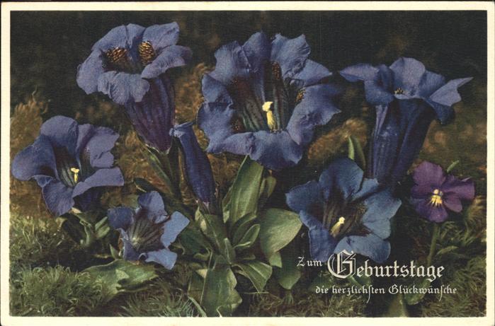 Geburtstag Blumen Enzian