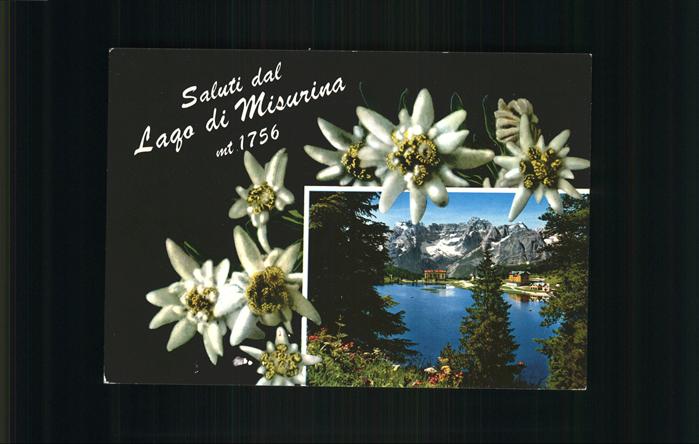 Edelweiss Lago di Misurina