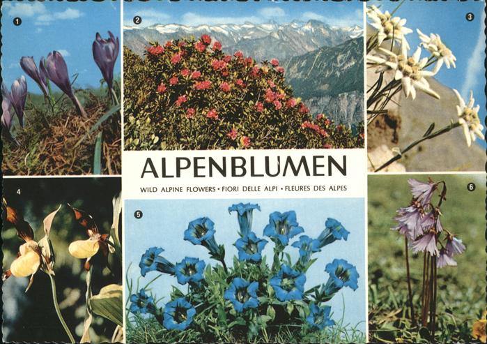 Edelweiss Krokus Alpenrose Frauenschuh Alpenglöck