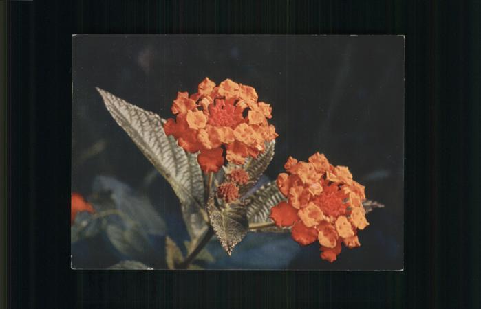 Blumen Lantana hybrida