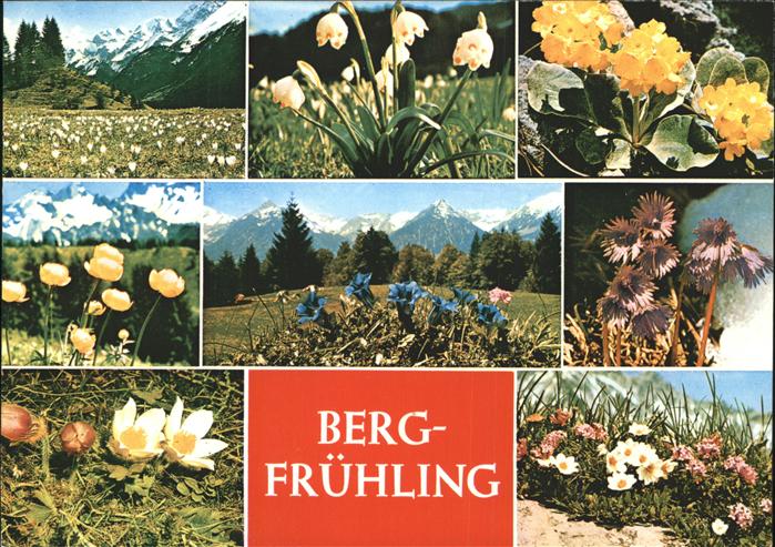 Blumen Krokus Aurikel Silberwurz Küchenschelle