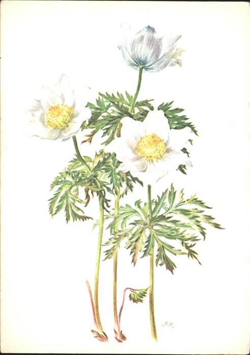 Blumen Alpen-Anemone Künstlerkarte Pia Roshard