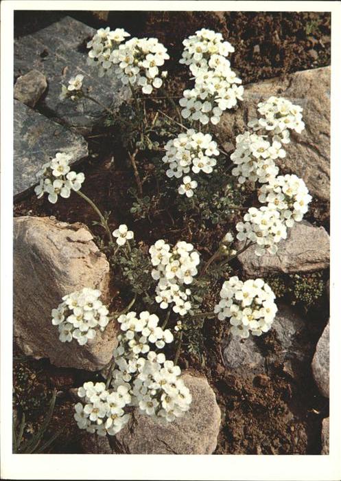 Blumen Cruciferae Gemskresse