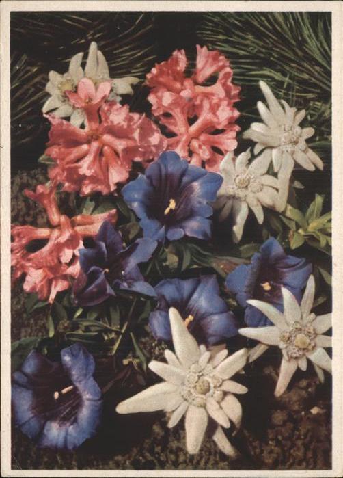 Blumen Edelweiss